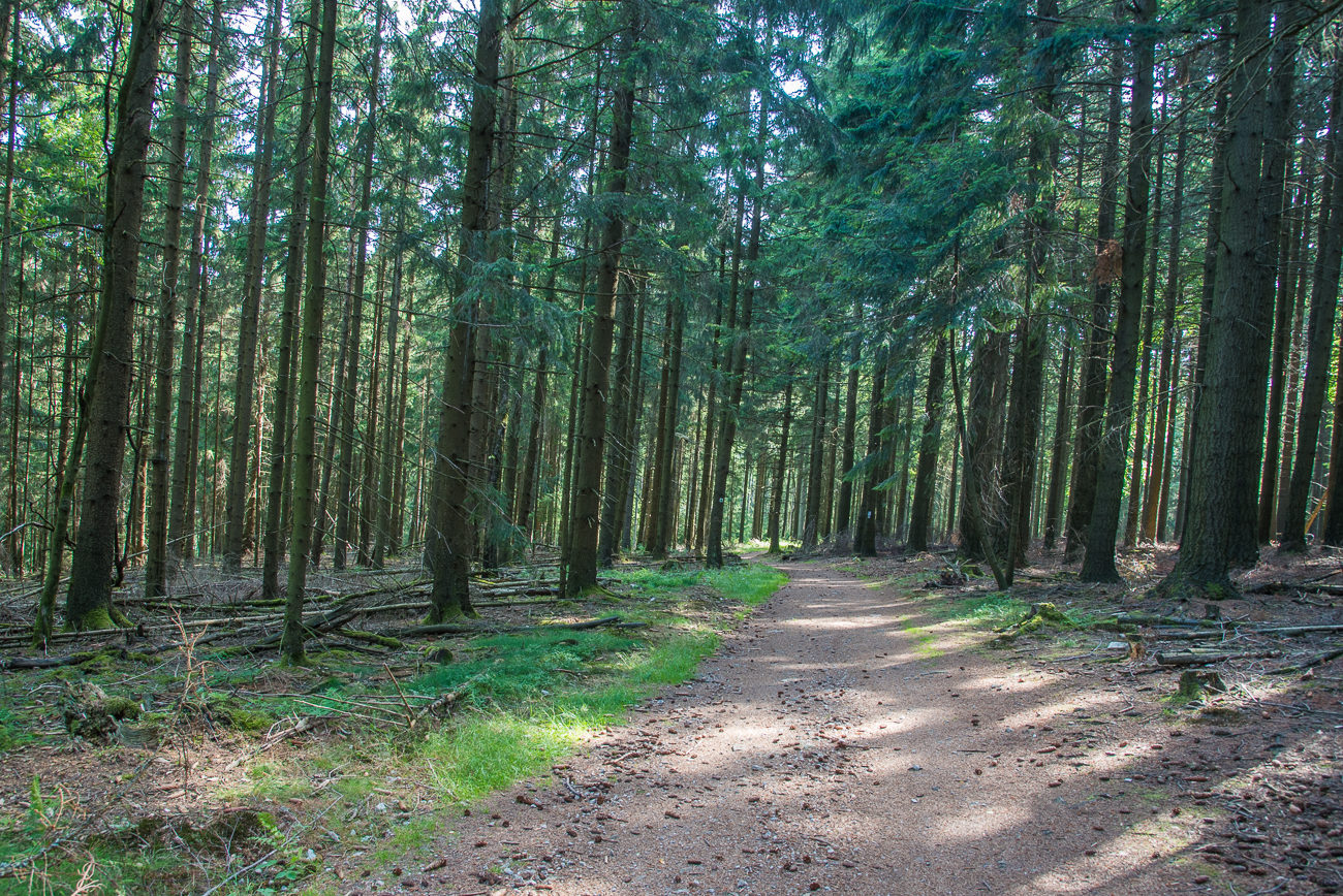 Durch den finsteren Wald