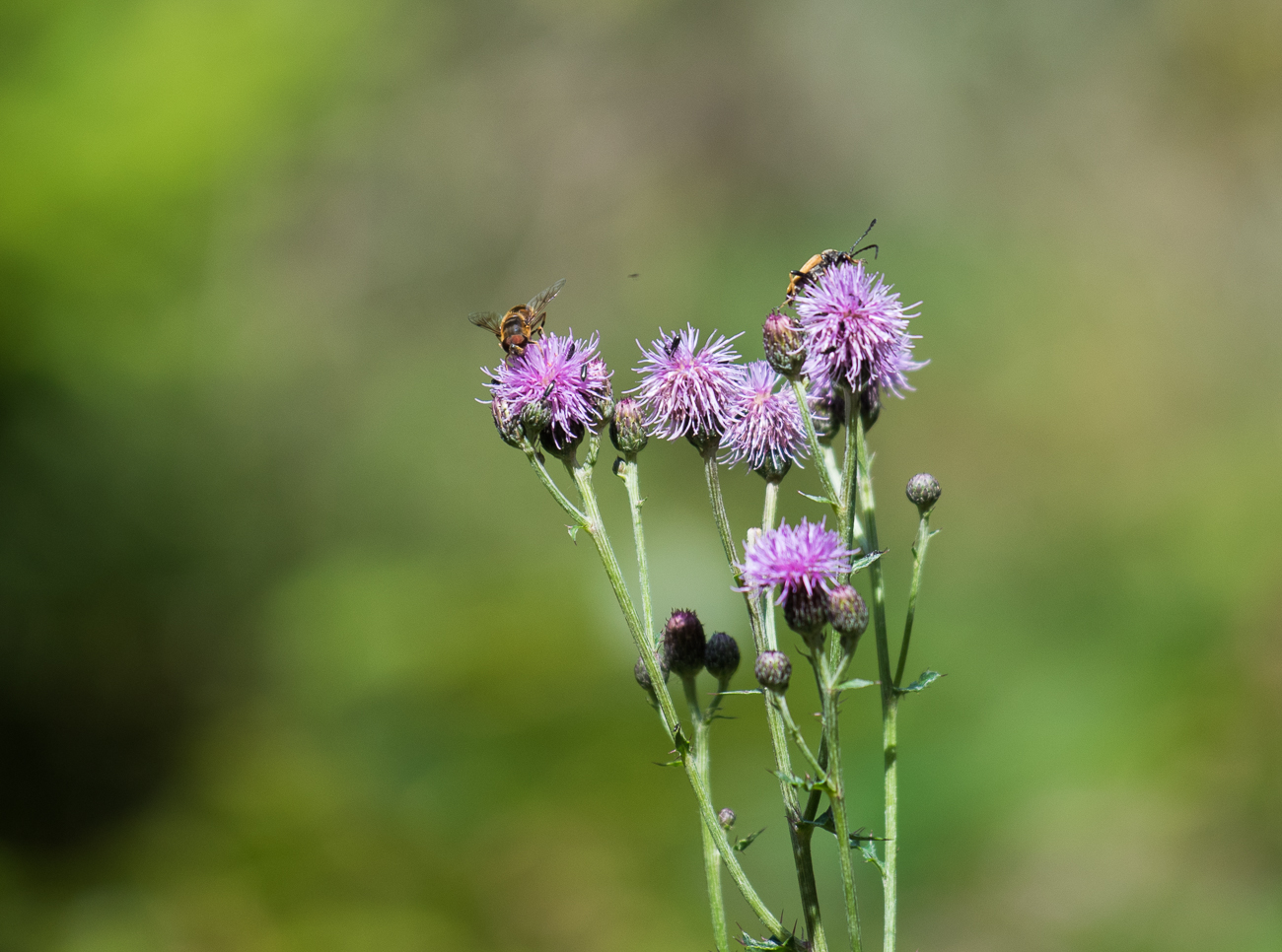 Besucheransturm auf einer Distel