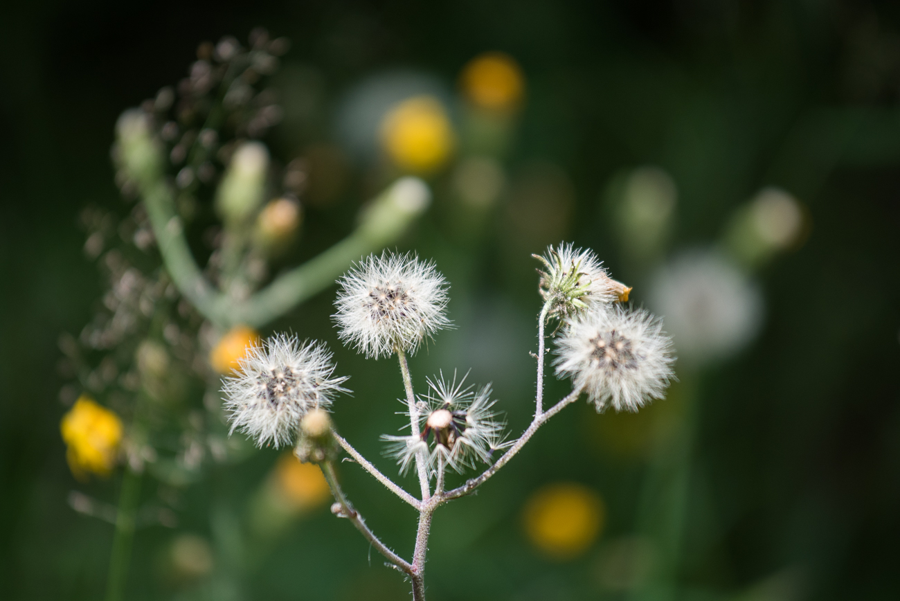 Weicher als eine Distel ;-)