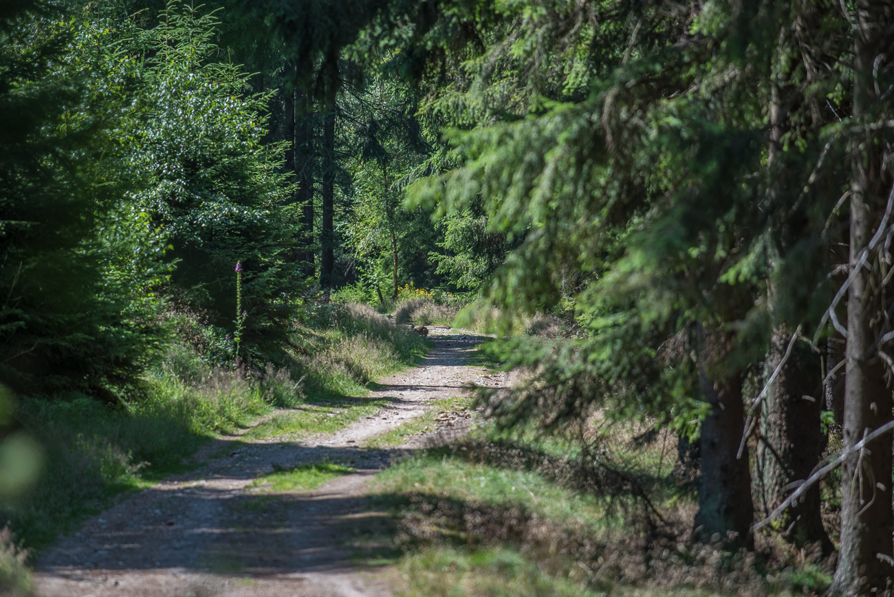 Was versteckt sich denn da hinten?