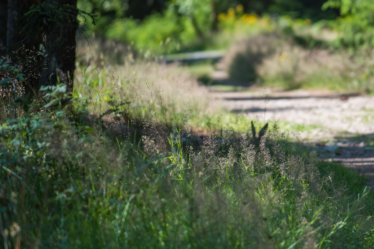 Nur die Ohren waren zu sehen, bevor sich Meister Lampe aus dem Staub machte