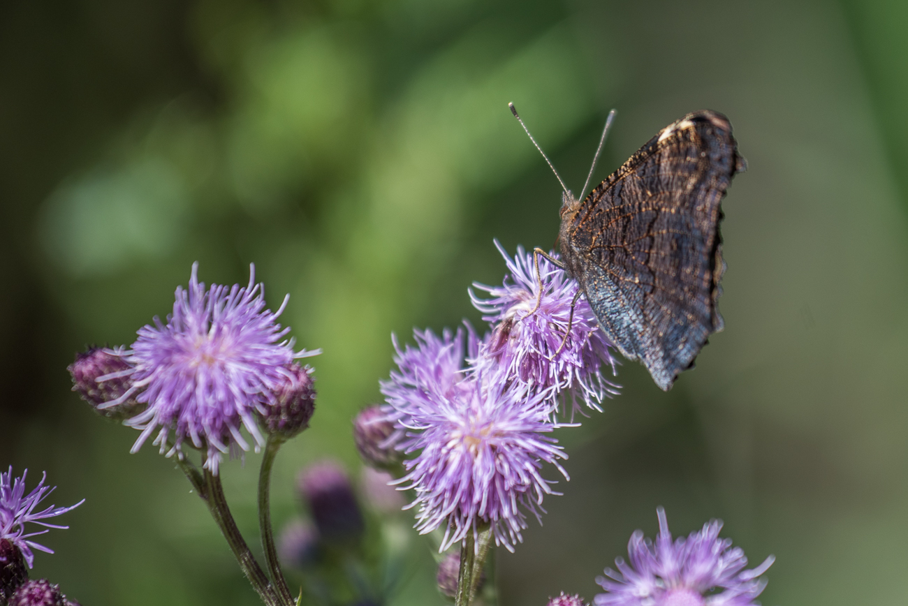 Schmetterling auf Distel