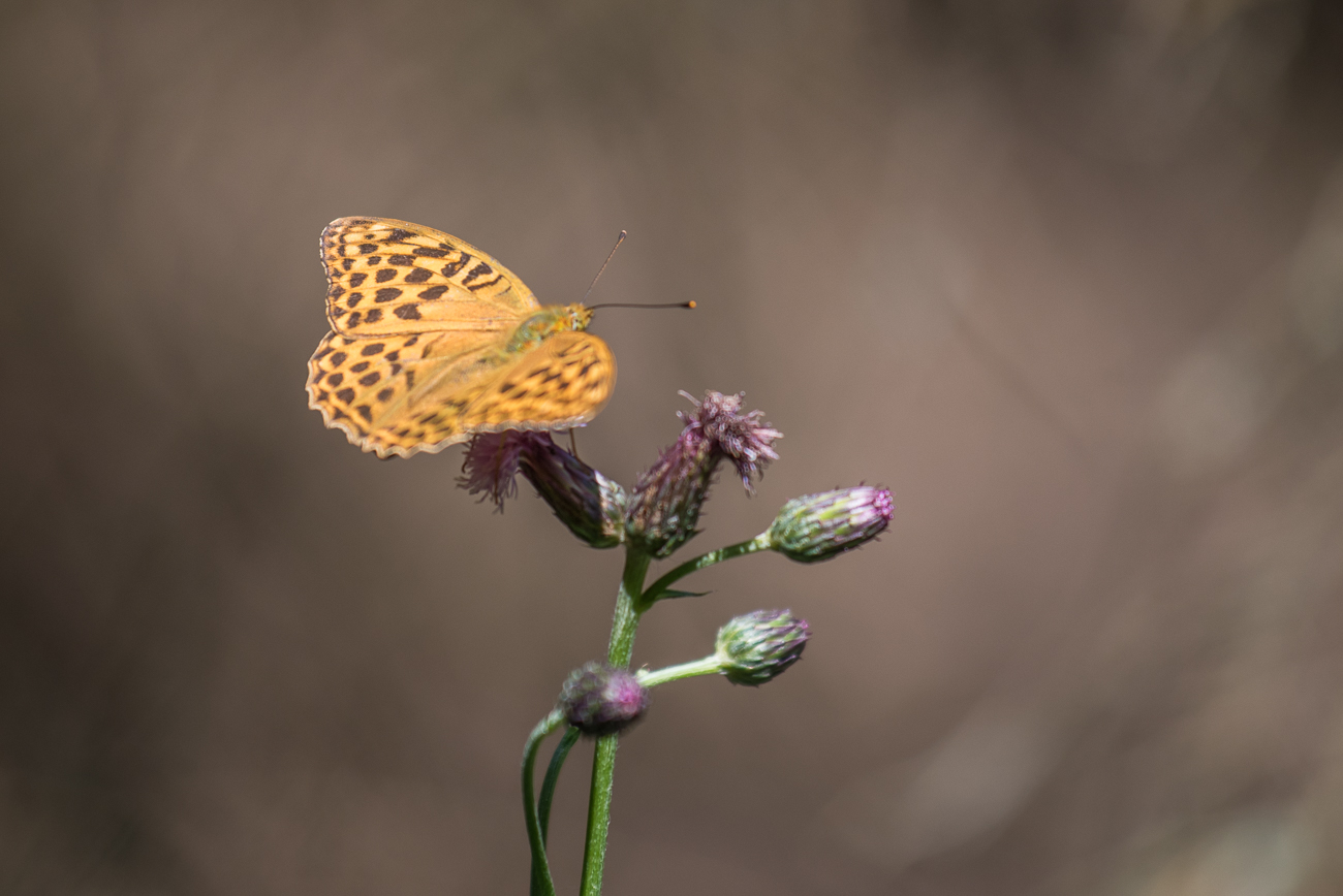 Feuriger Perlmutterfalter