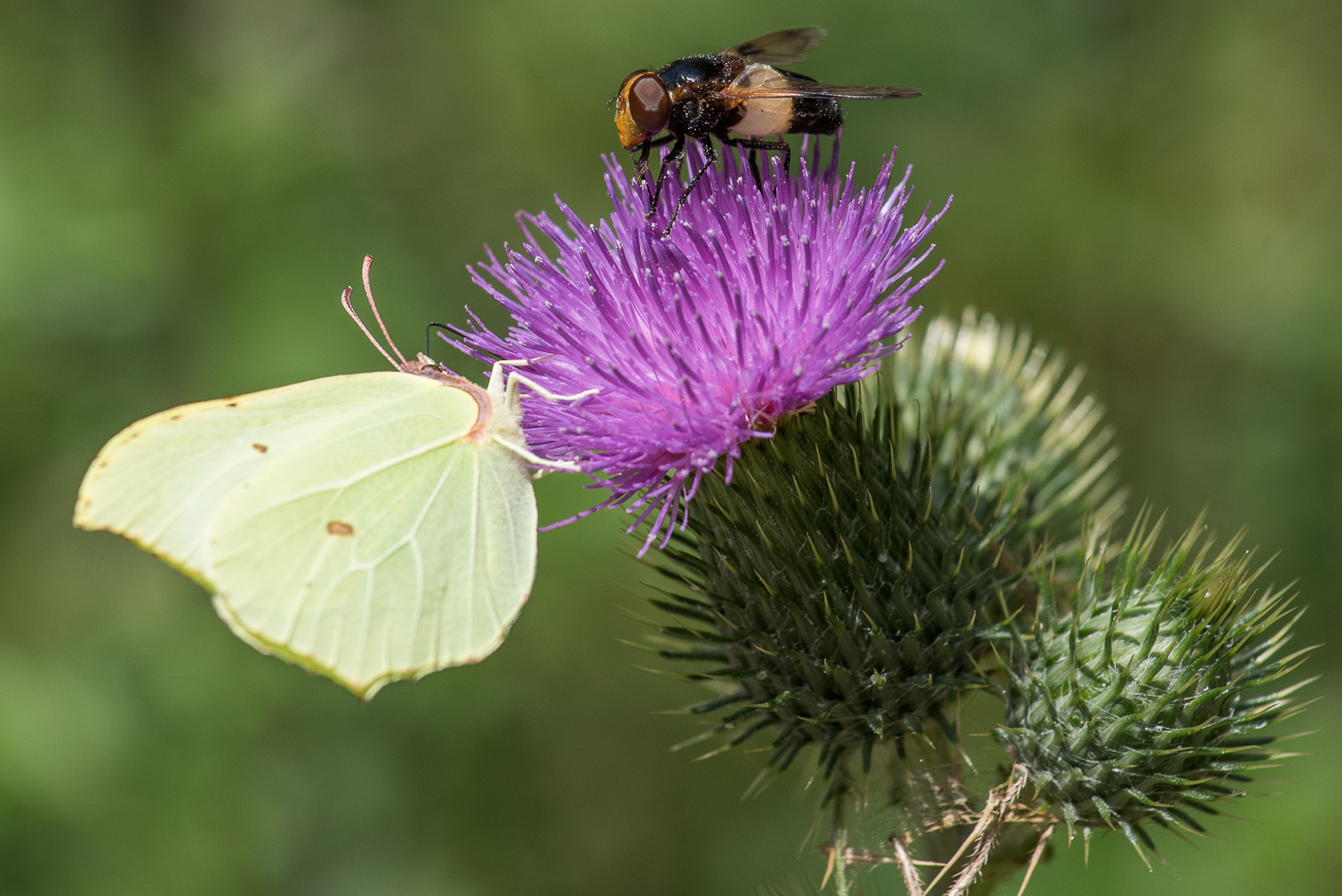 Zitronenfalter mit Fliege