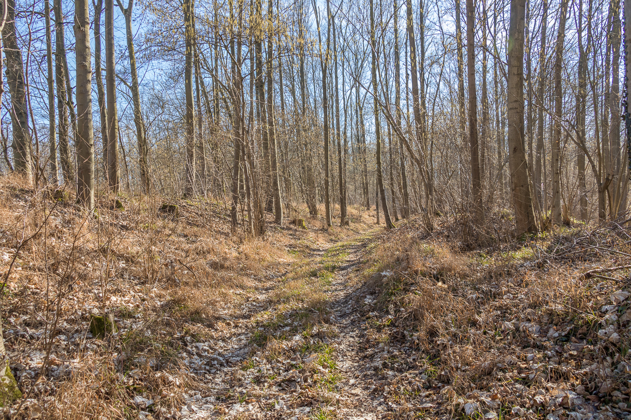 Auf dem Waldlehrpfad, im Sommer viele Stechm&uuml;cken :-(