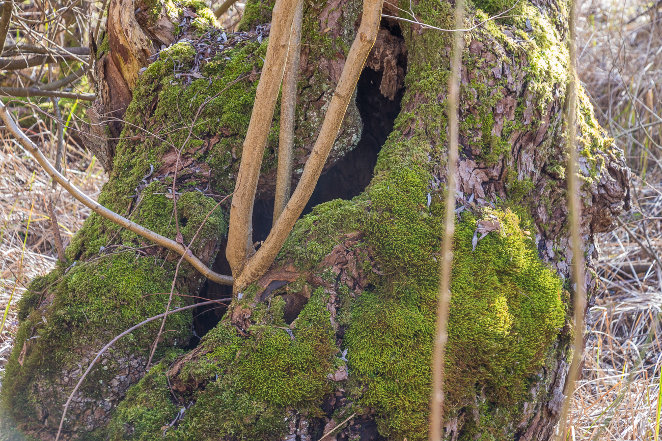 Eingang zu einer Trollh&ouml;hle?