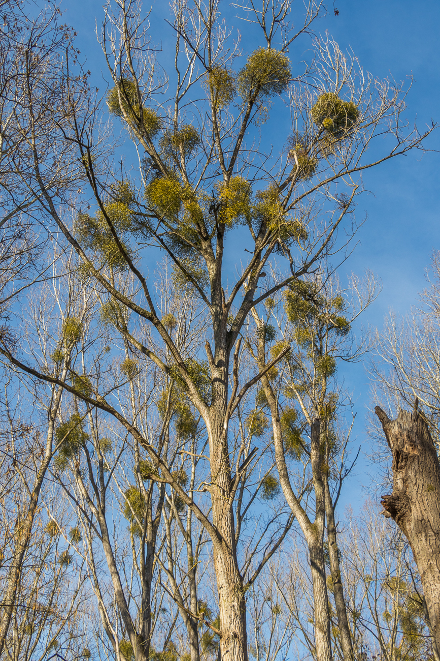 Es gibt viele Misteln auf den B&auml;umen