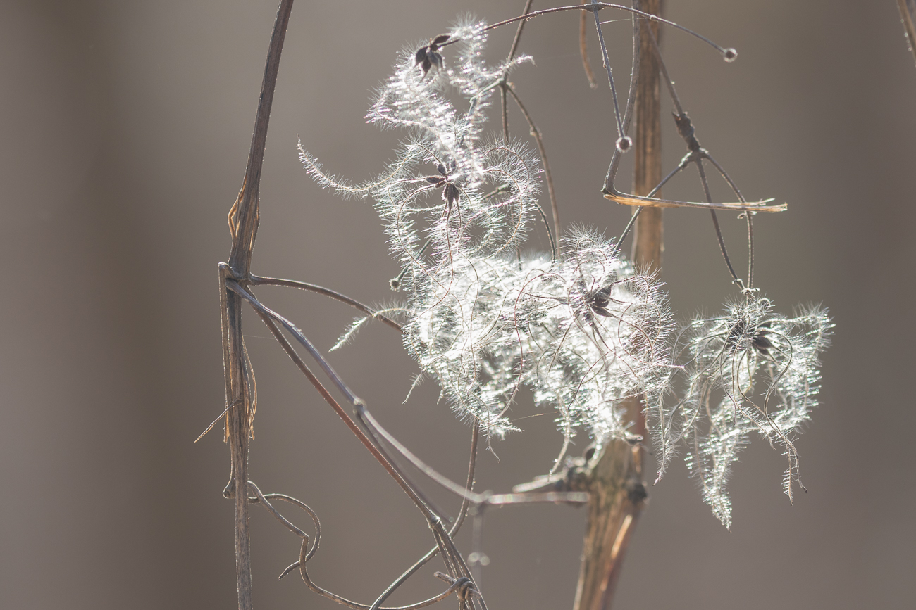 Wieder das wollige Etwas