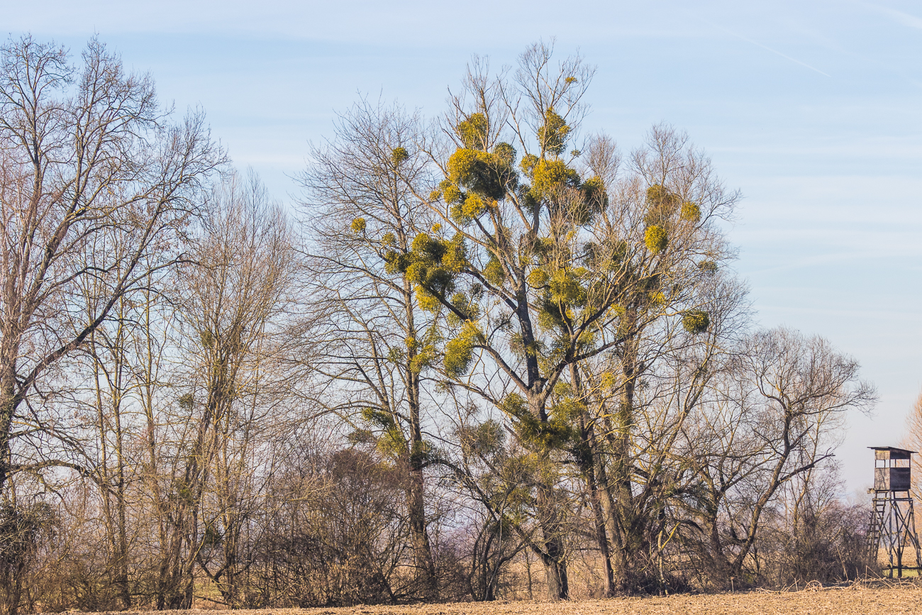 Wieder Misteln im &Uuml;berfluss