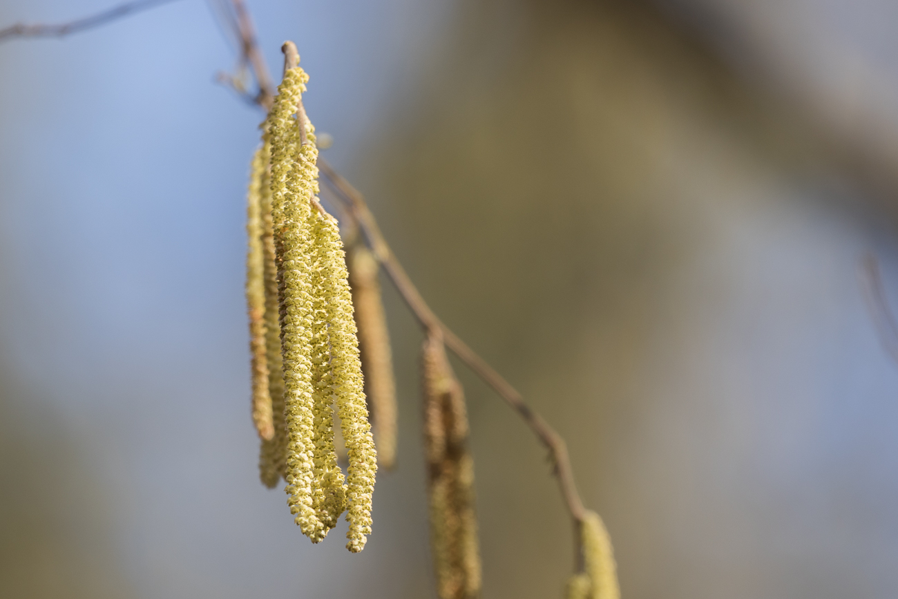 Das freut uns Allergiker garnicht :-(