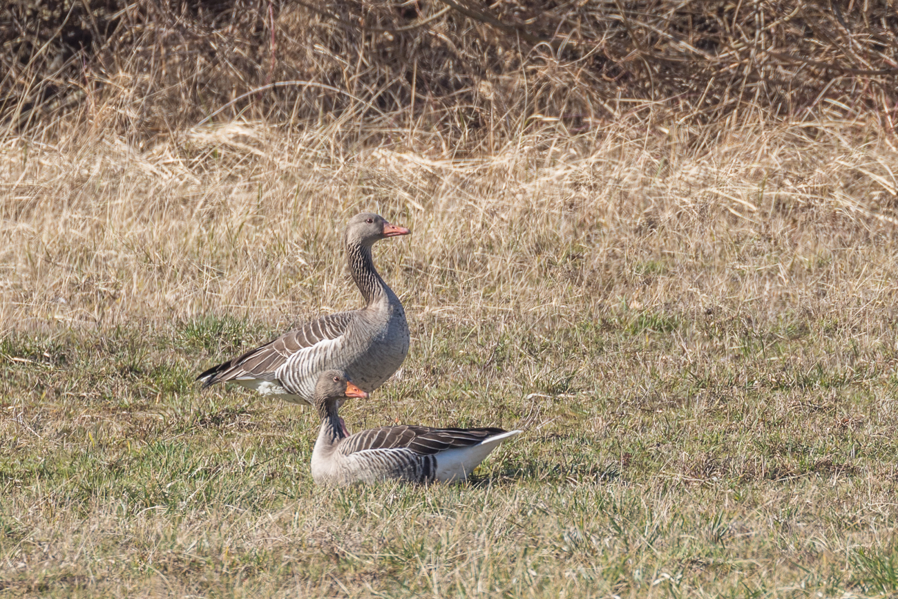 G&auml;nsepaar auf der Wiese