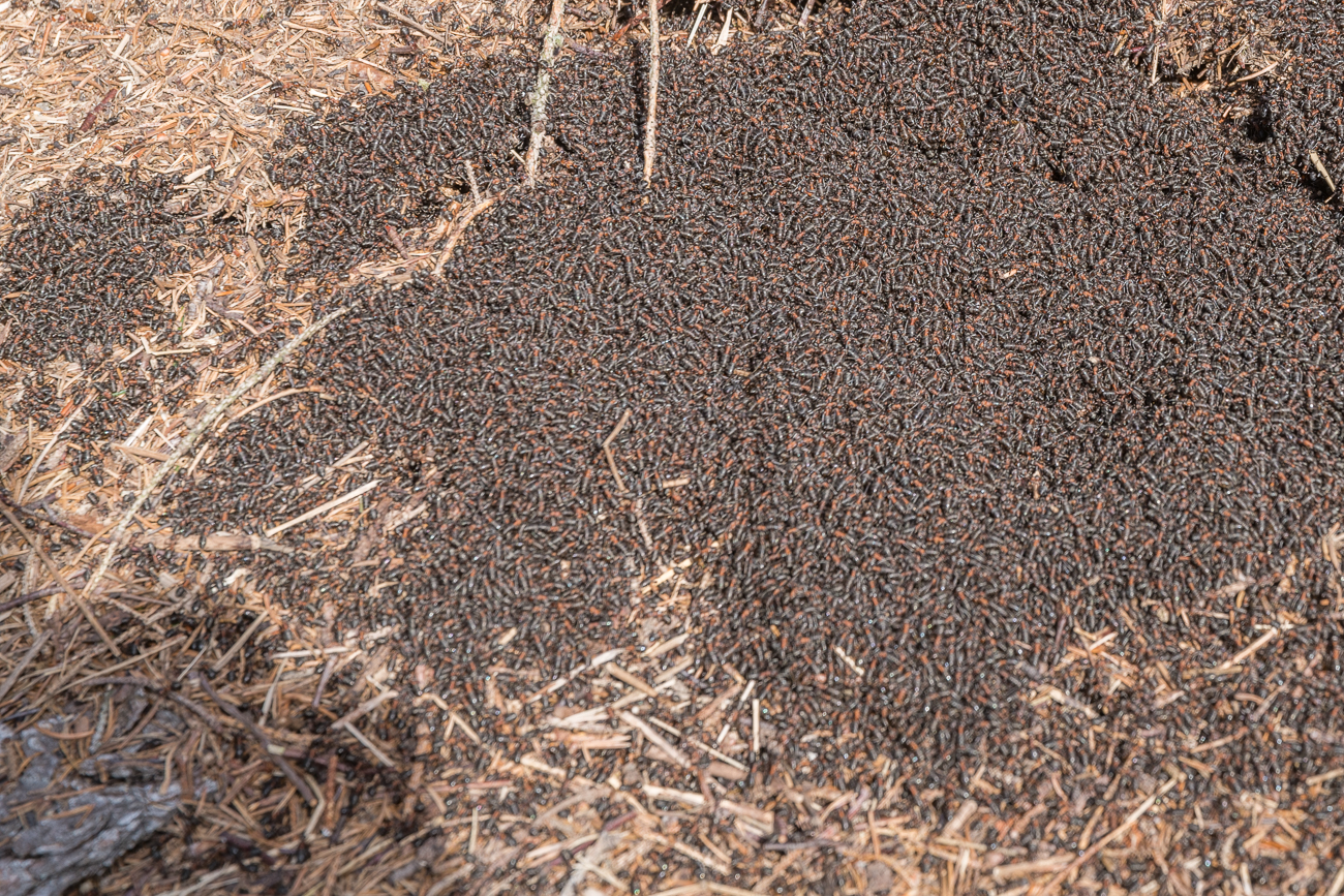 Die Ameisen wimmeln auch bei dem sonnigen Wetter