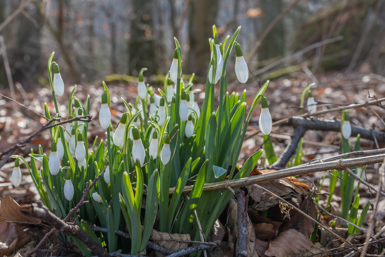 Schneeglöckchen strecken ihre Blüten ...