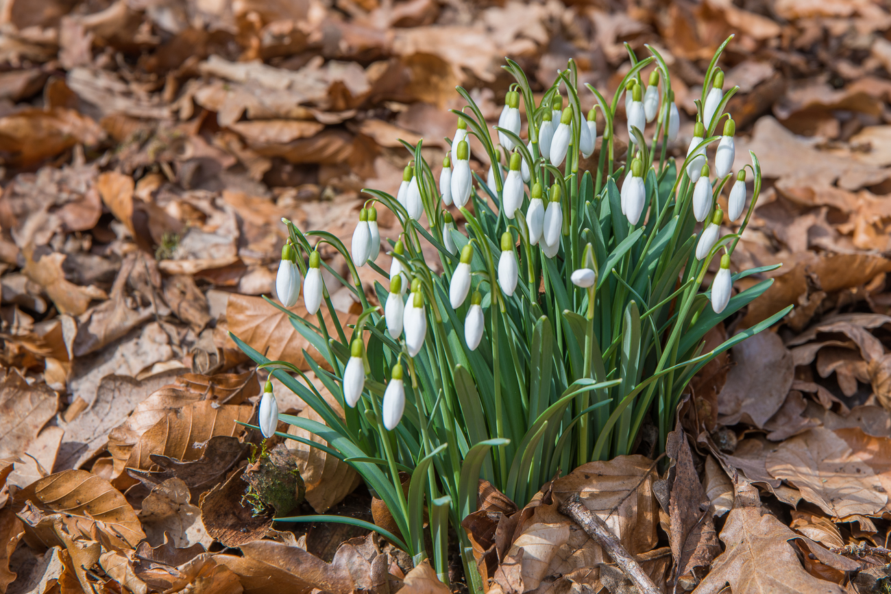 ... an den Rändern der Waldwege