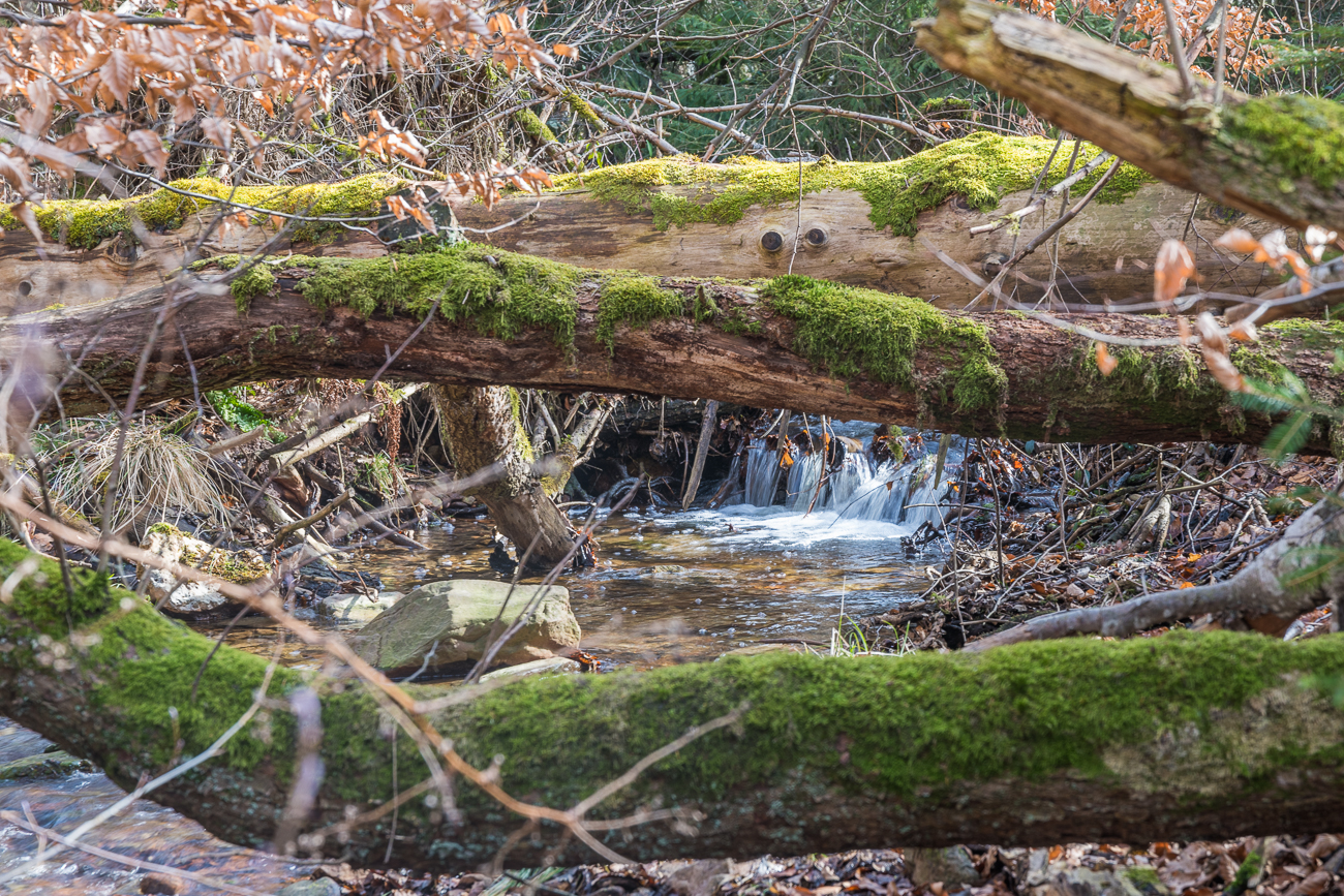 Zulauf zum Gipsmühlbach