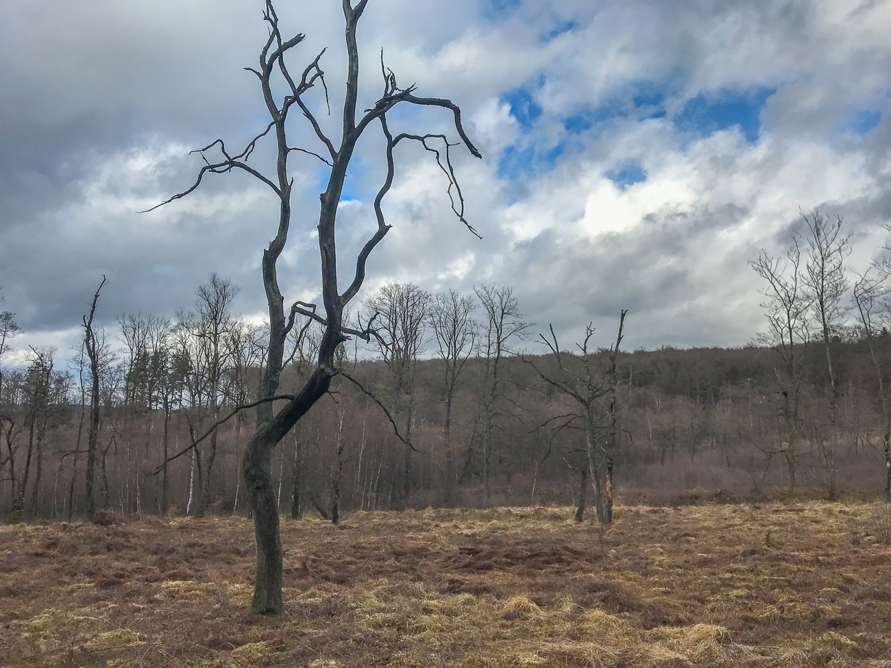 Am Ortelsbrucher Moor