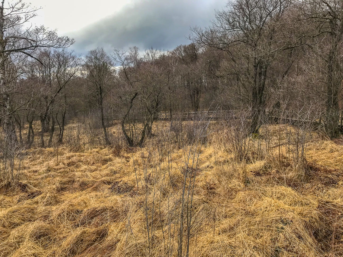 Am Ortelsbrucher Moor