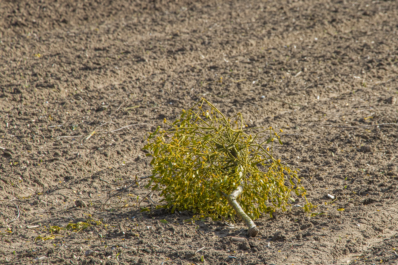 Durch den Wind abgerissener Mistelzweig