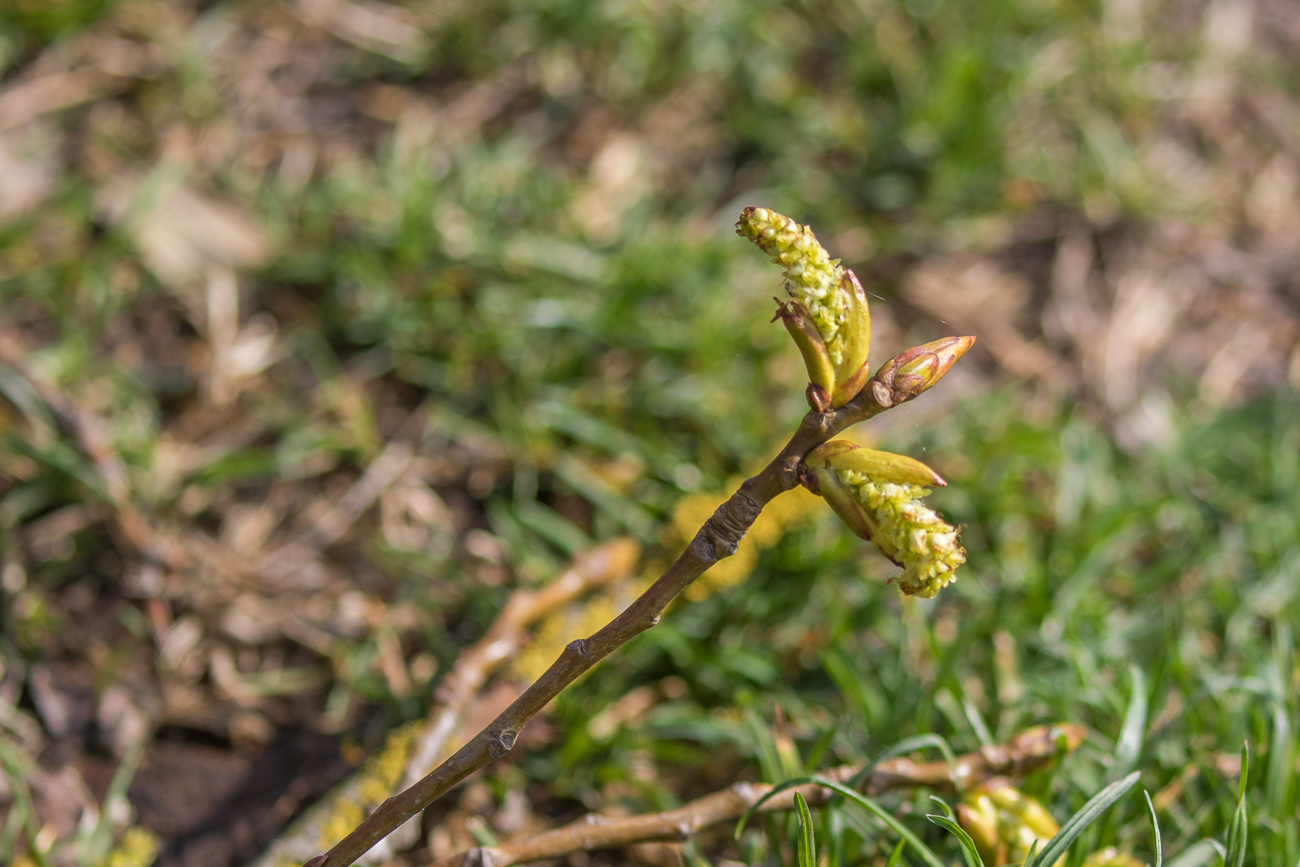Die Knospen platzen auf