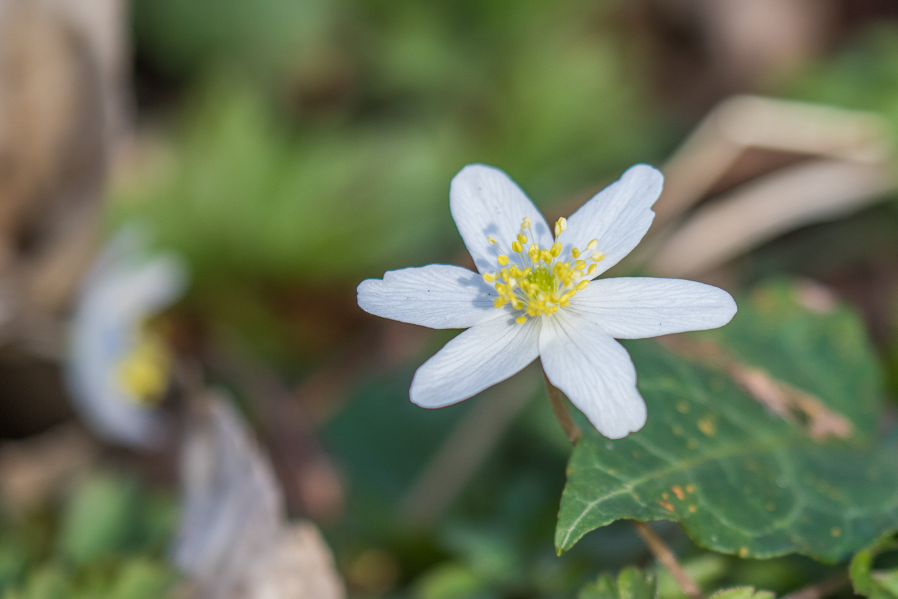 Buschwindr&ouml;schen