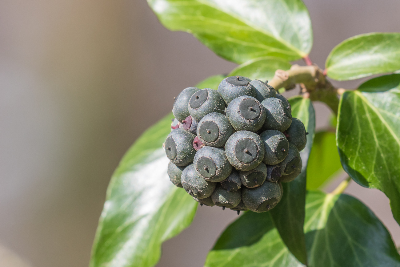 Früchte des Efeus: Sie wachsen erst, wenn der Efeu seine Altersform erreicht hat. Vorsicht, die Beeren sind sehr giftig!