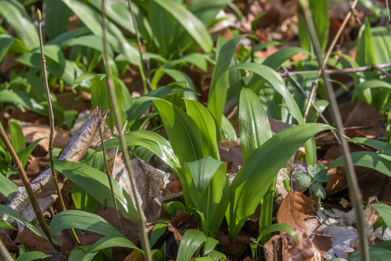 Der Wald ist voll mit Bärlauch