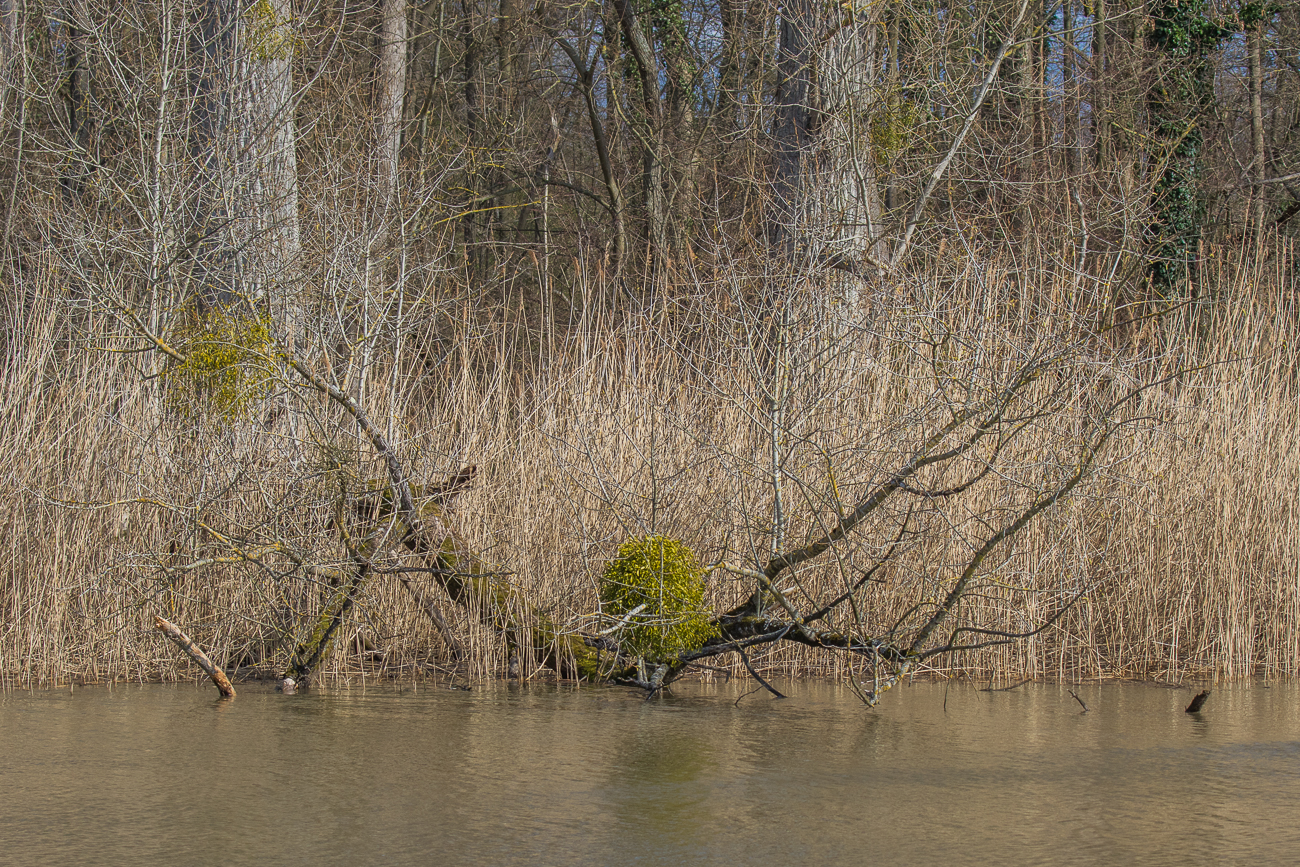 Am Altrheinarm: Normalerweise sind hier immer viele Wasservögel und Störche, heute ist leider fast nichts los :-(