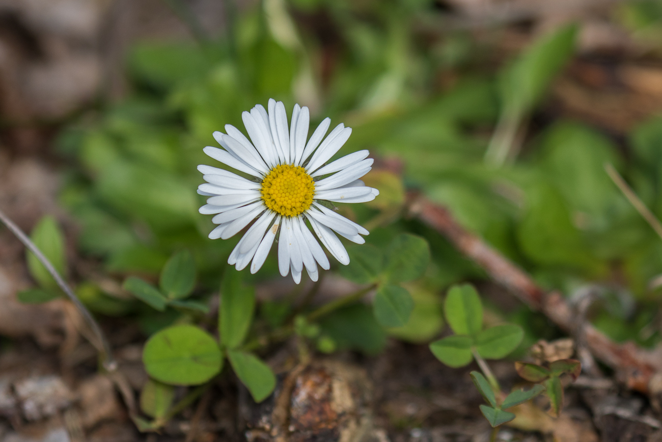 G&auml;nsebl&uuml;mchen