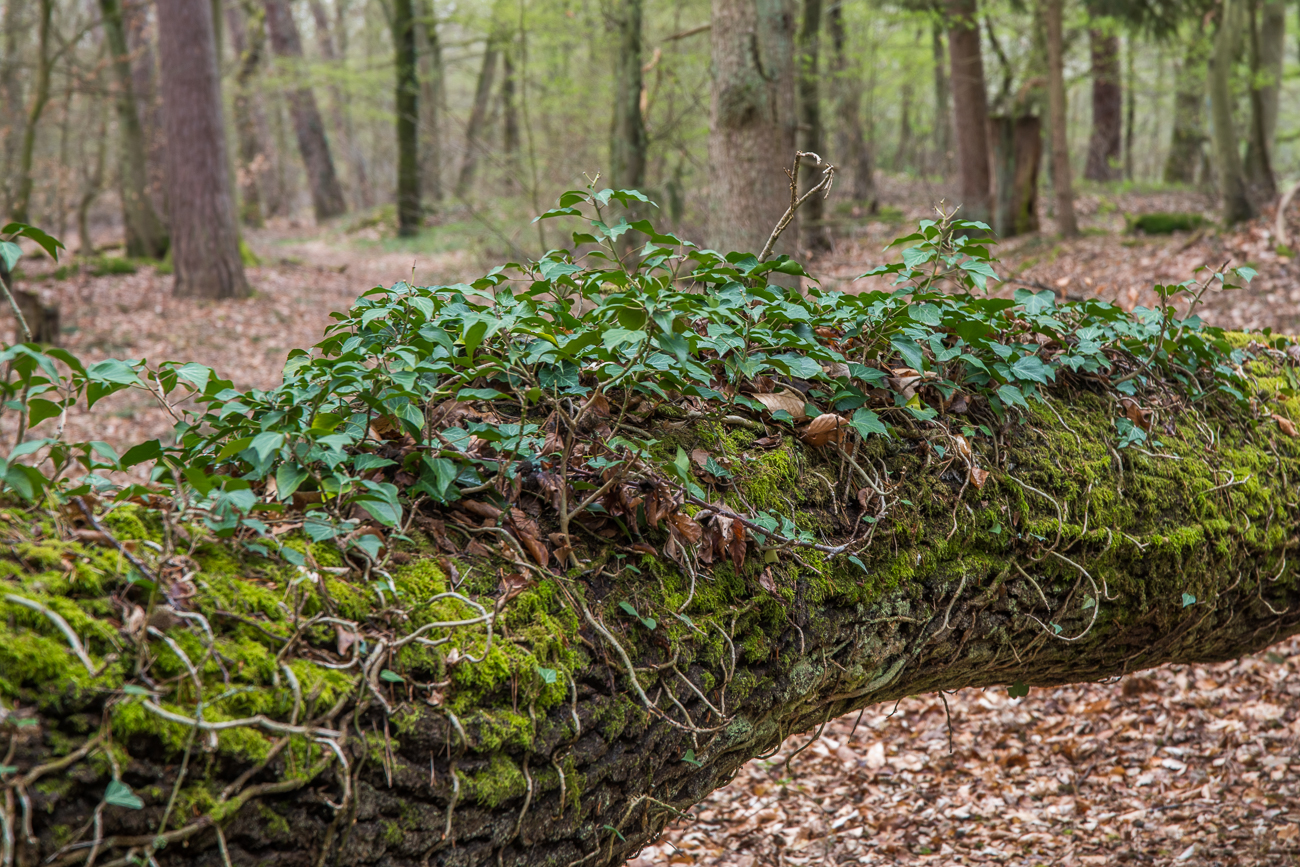 Dieser hier liegt dem Bewuchs nach schon länger