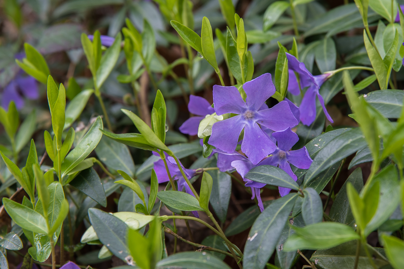 Immergr&uuml;n oder Nabeln&uuml;sschen?