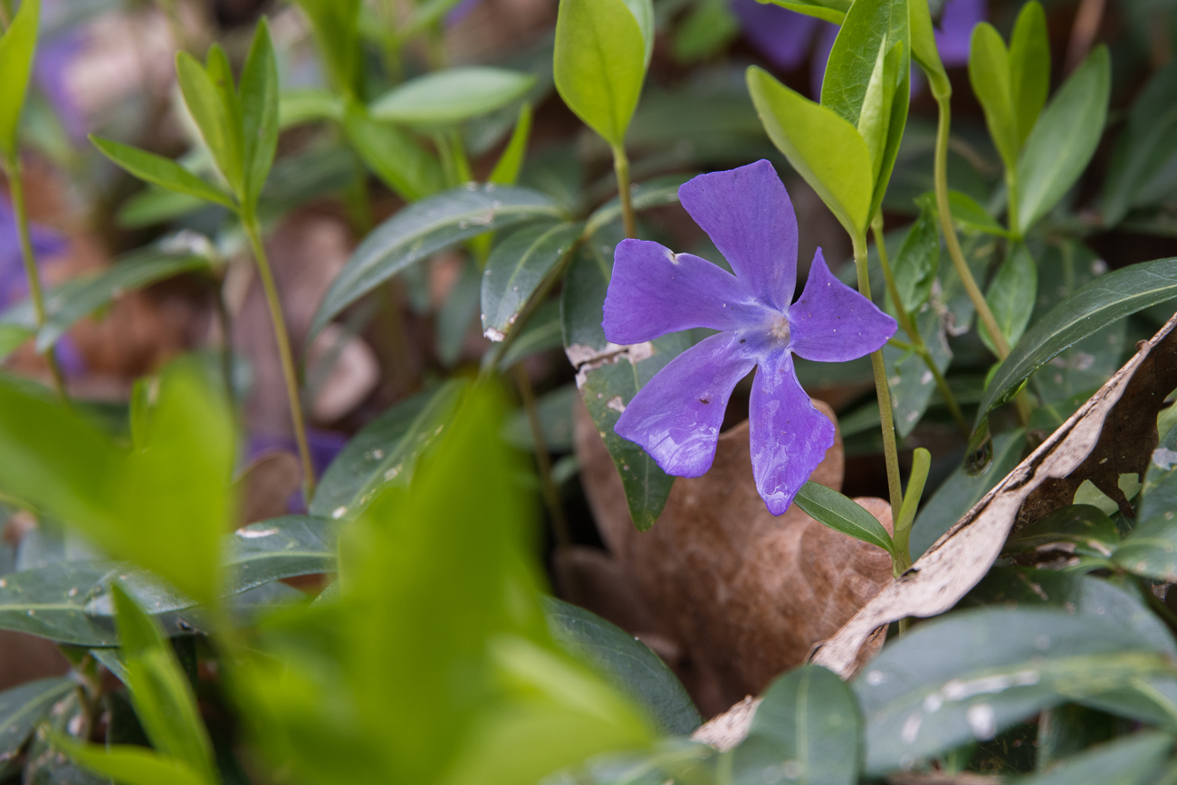 Immergr&uuml;n oder Nabeln&uuml;sschen?