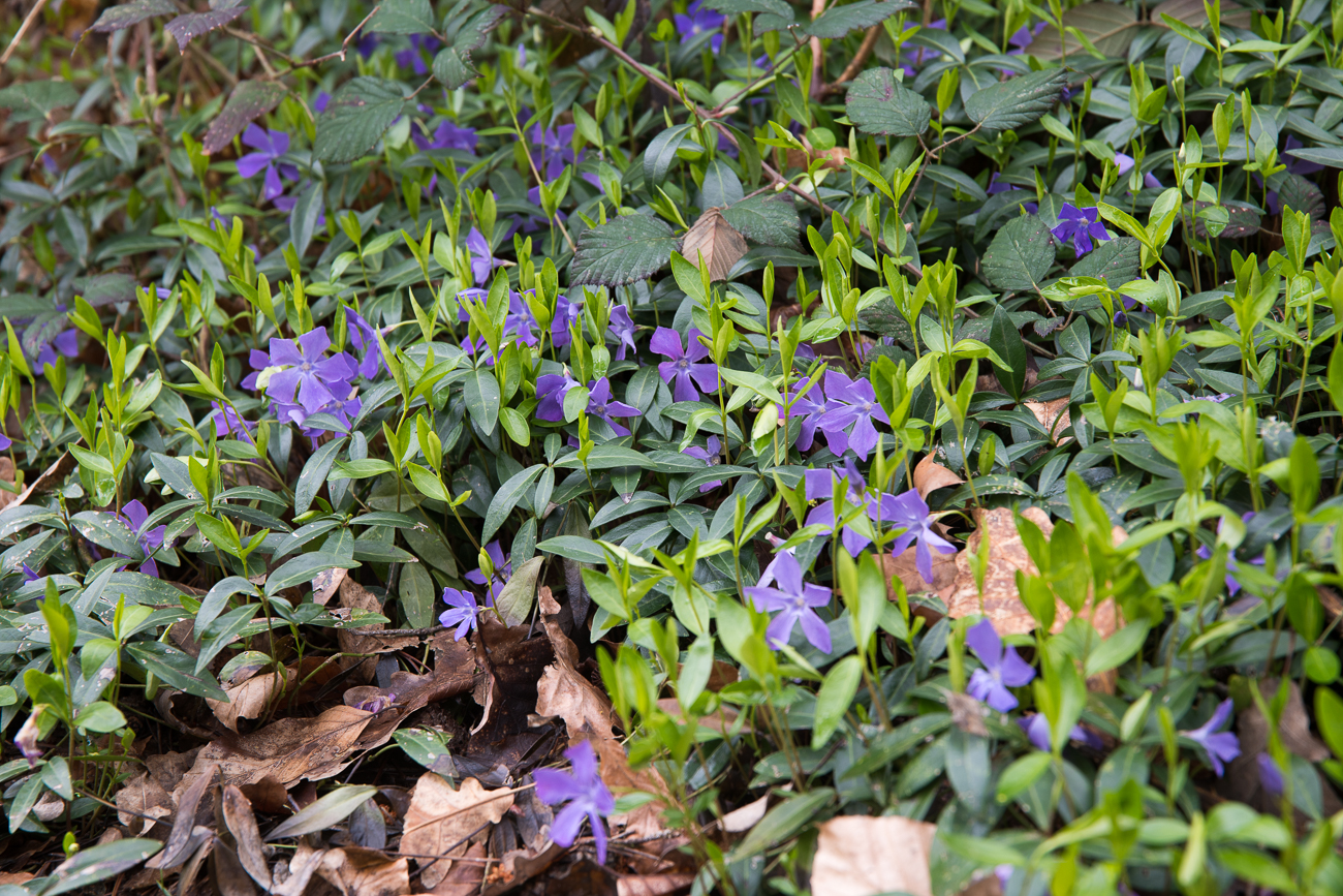 Immergr&uuml;n oder Nabeln&uuml;sschen?