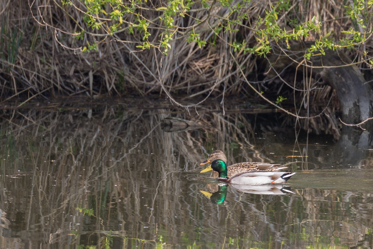 Stockenten-P&auml;rchen