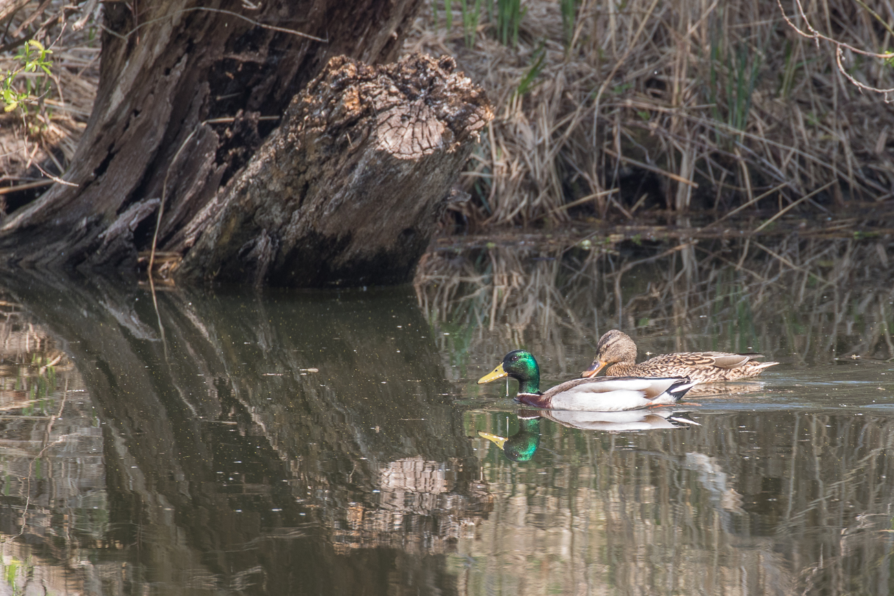 Stockenten-P&auml;rchen