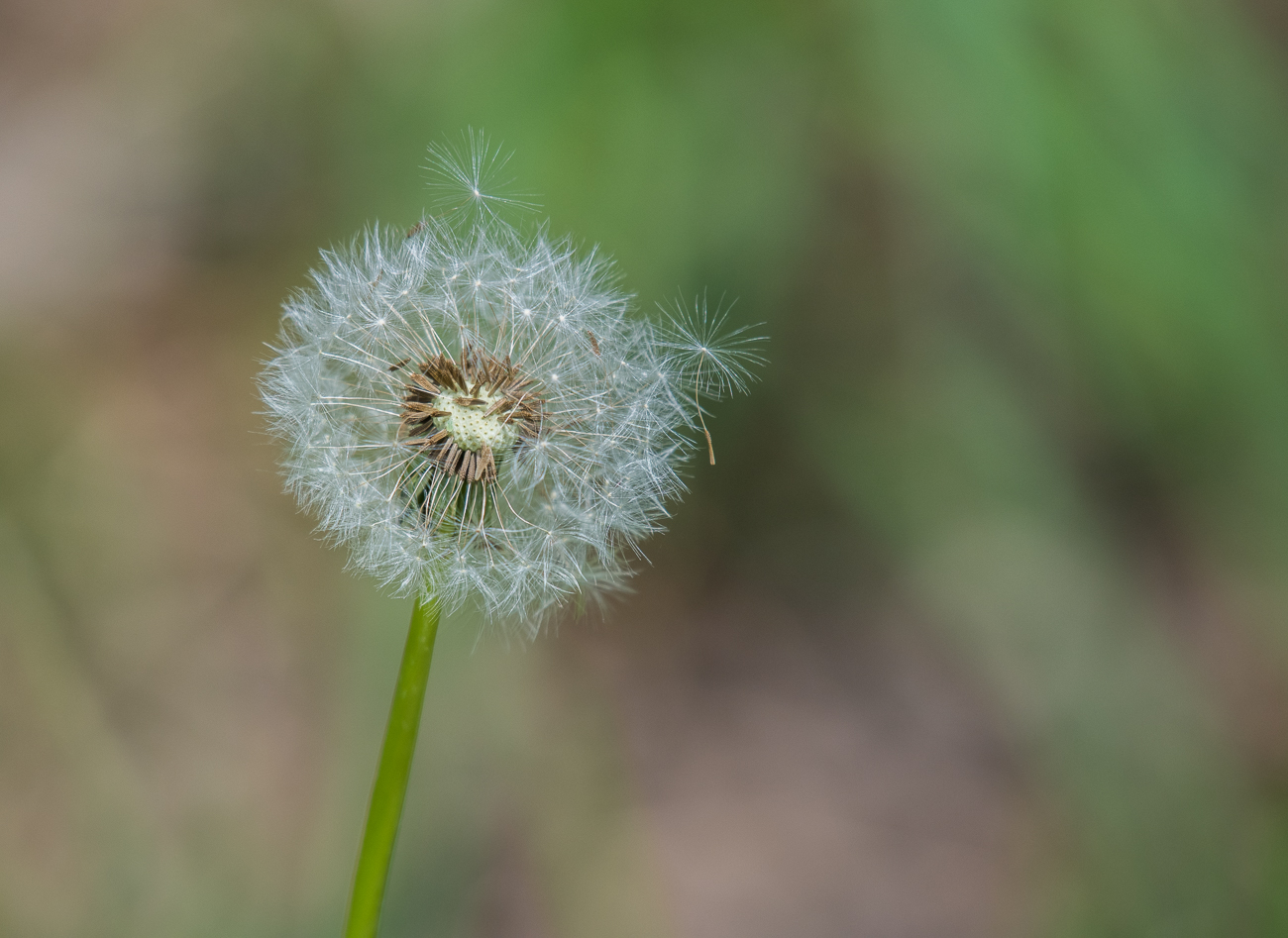 Pusteblume