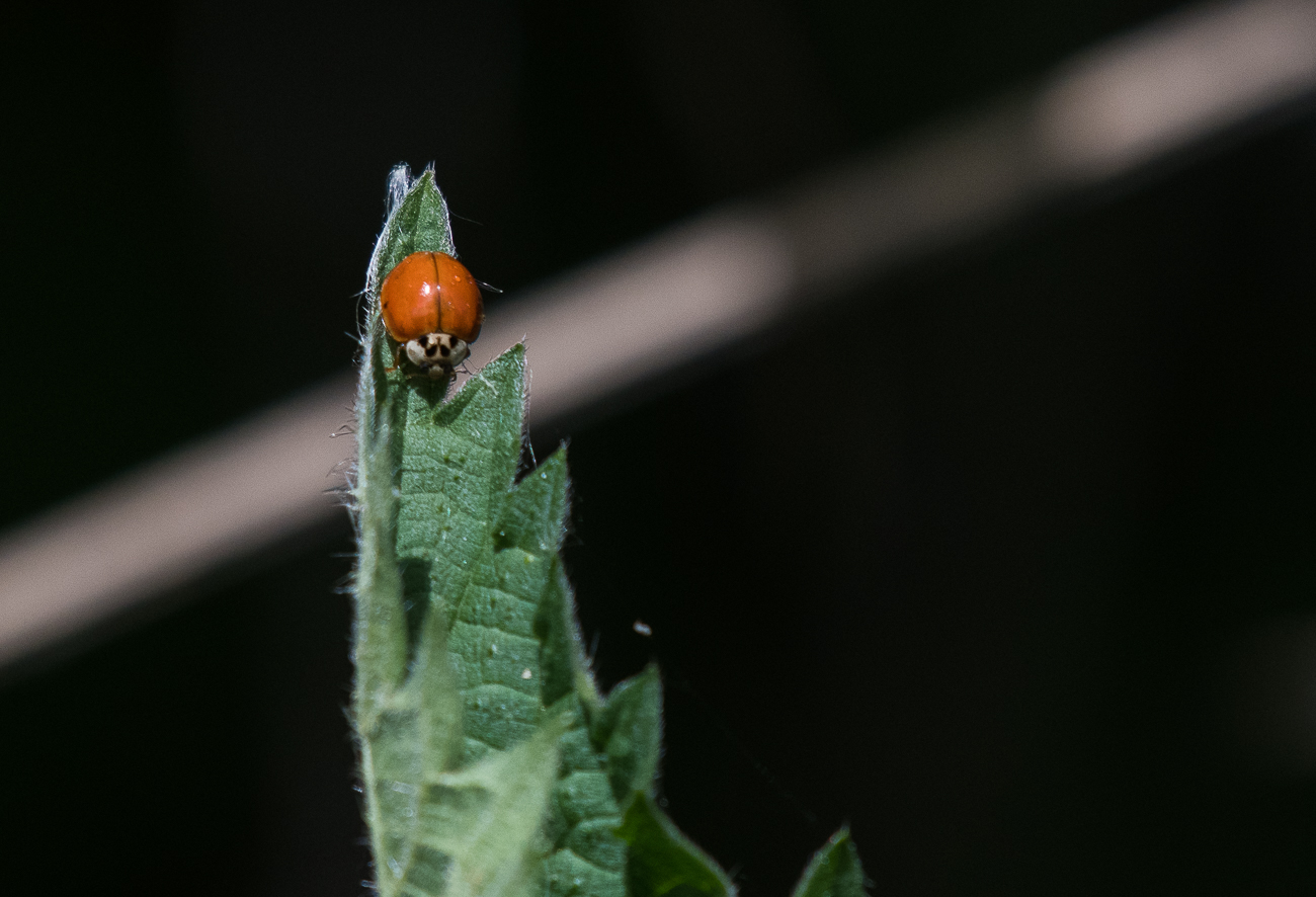 Ostasiatischer Marienk&auml;fer
