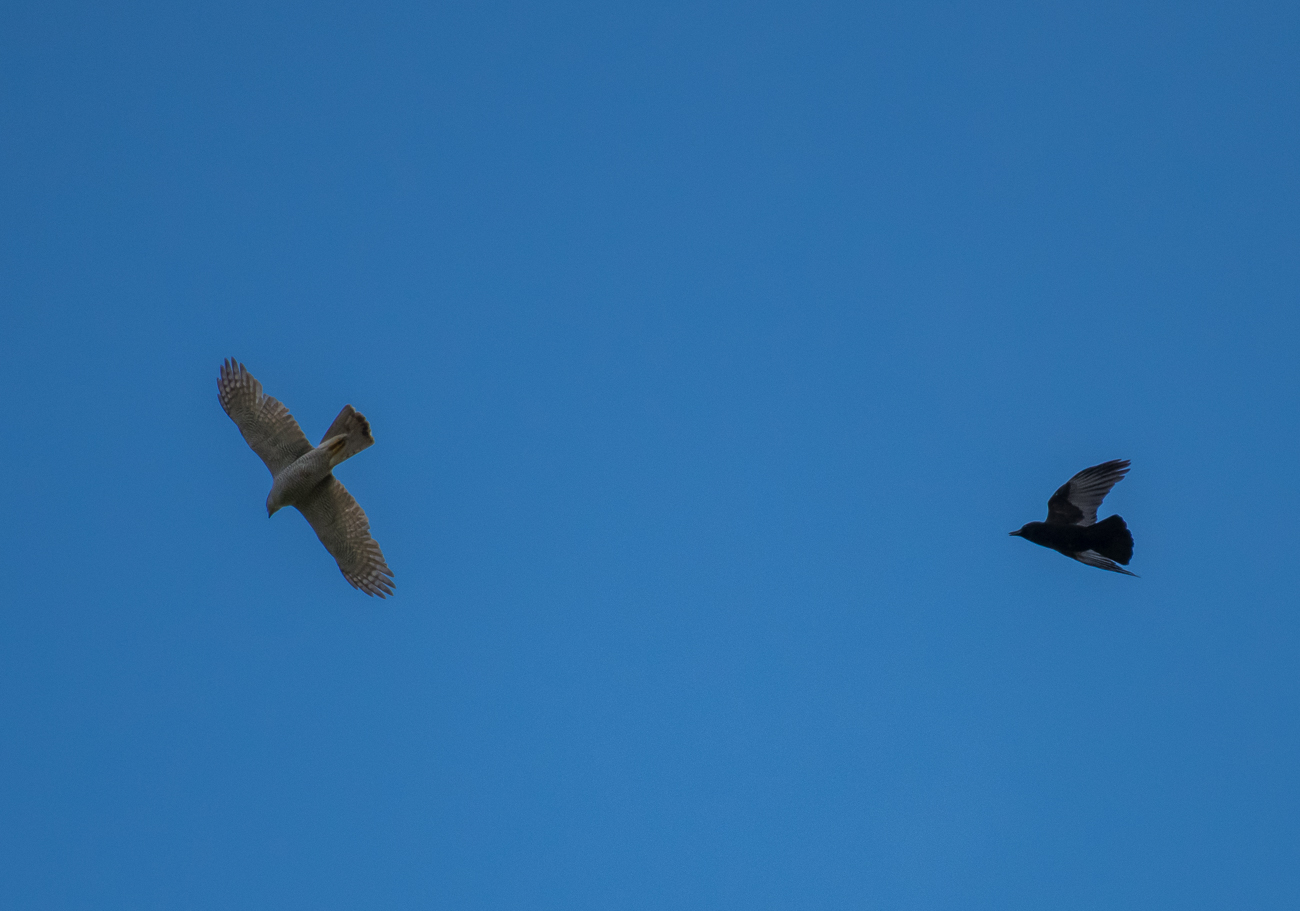 Ein Turmfalke? wird von einer Kr&auml;he attakiert