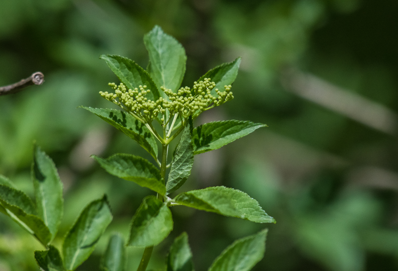 Knospen eines Holunderstrauches