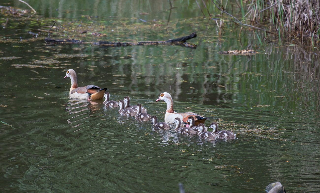 Nilg&auml;nse mit neunk&ouml;pfigen Nachwuchs