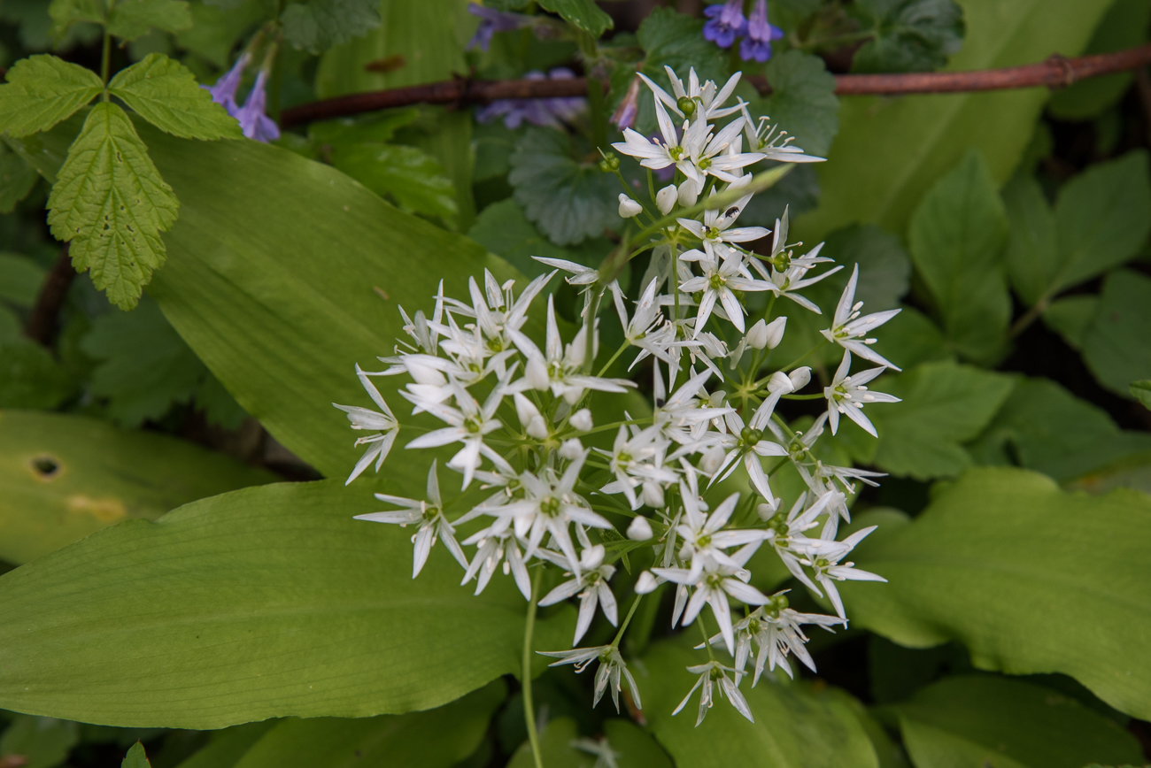 B&auml;rlauch Bl&uuml;ten