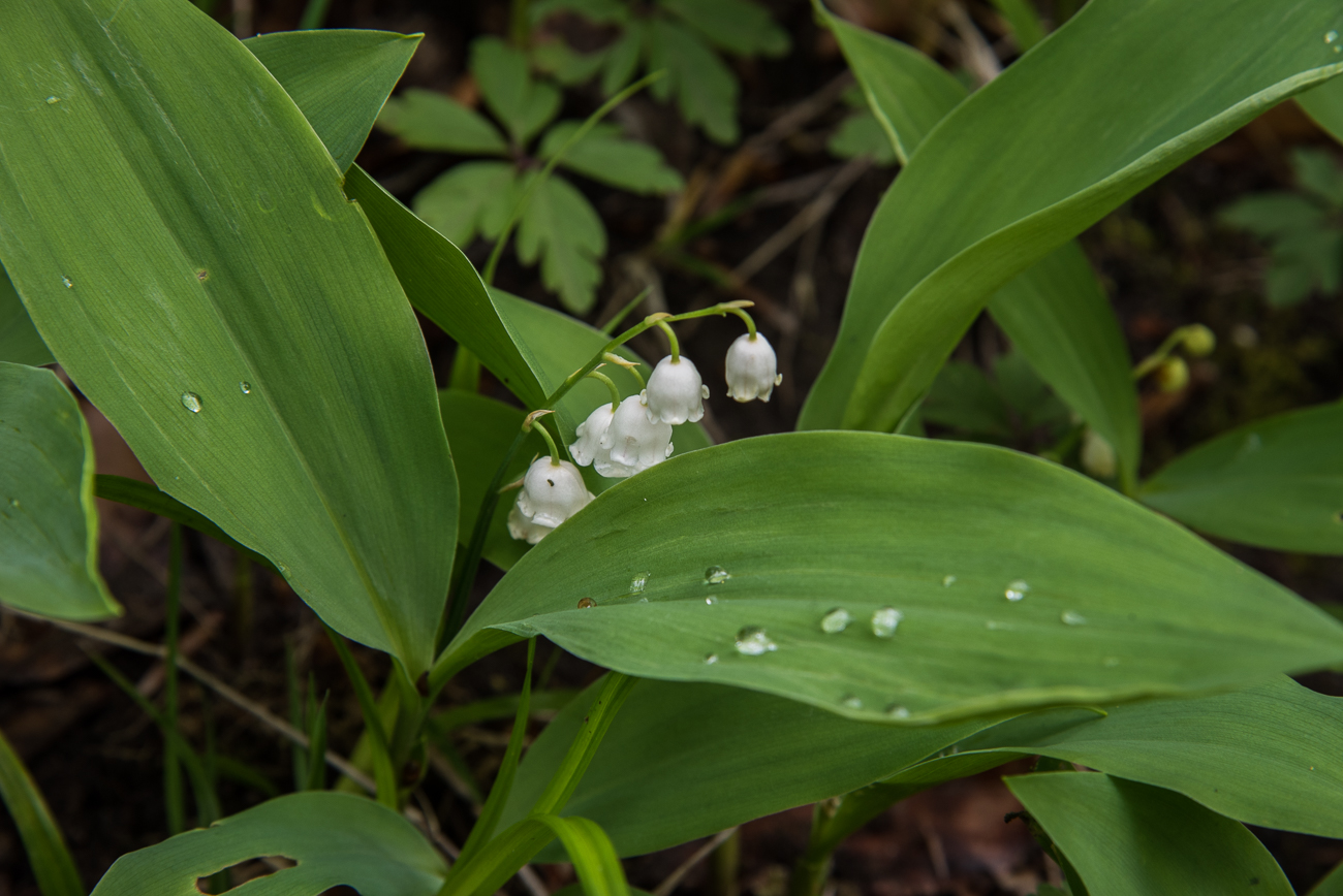 Am Altrheinarm: Normalerweise sind hier immer viele Wasserv&ouml;gel und St&ouml;rche, heute ist leider fast nichts los :-(