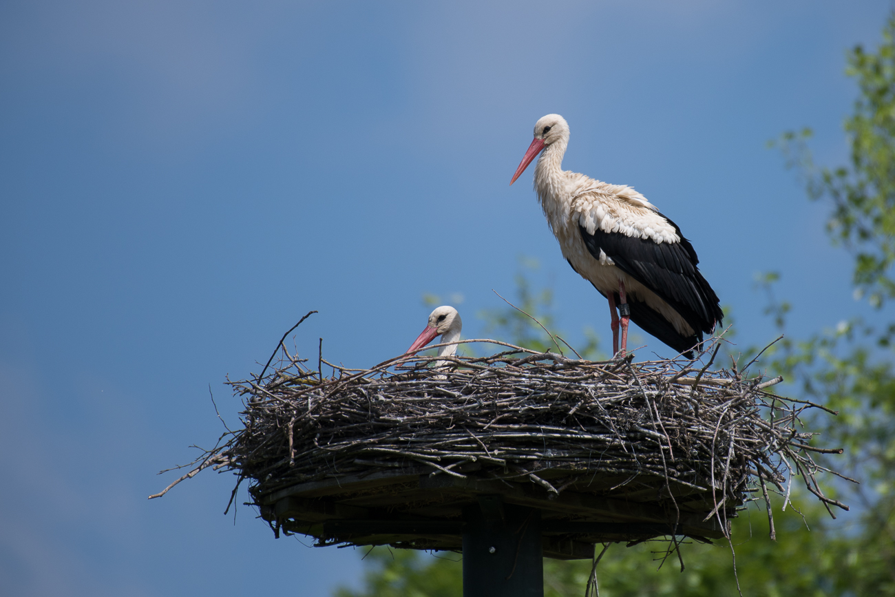 Wei&szlig;storchnest