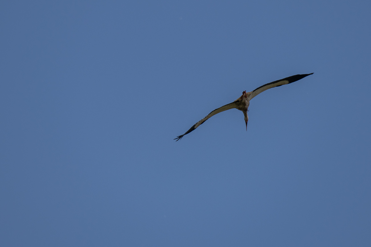... weil ein fremder Storch &uuml;ber dem Nest kreist
