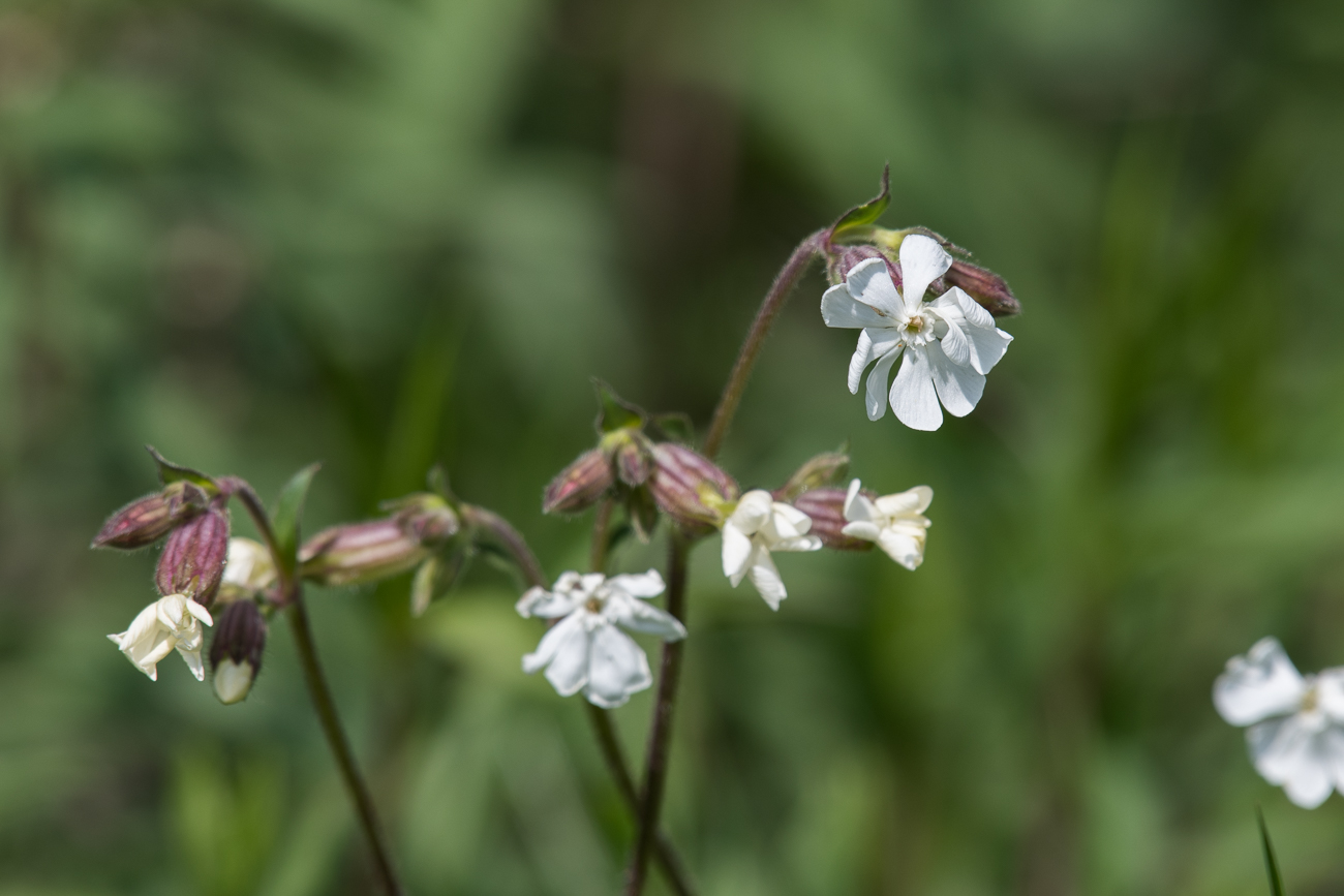 Sch&ouml;ne Bl&uuml;ten ...