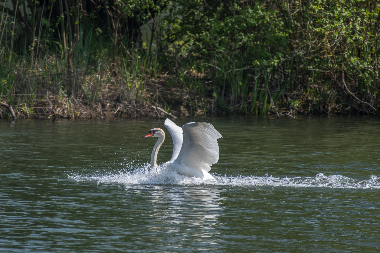 Landender H&ouml;ckerschwan