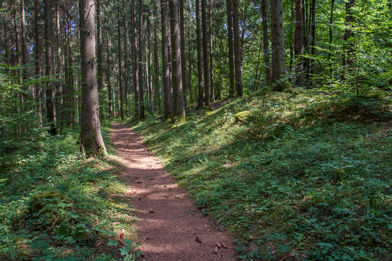... dann geradeaus durch den Forst