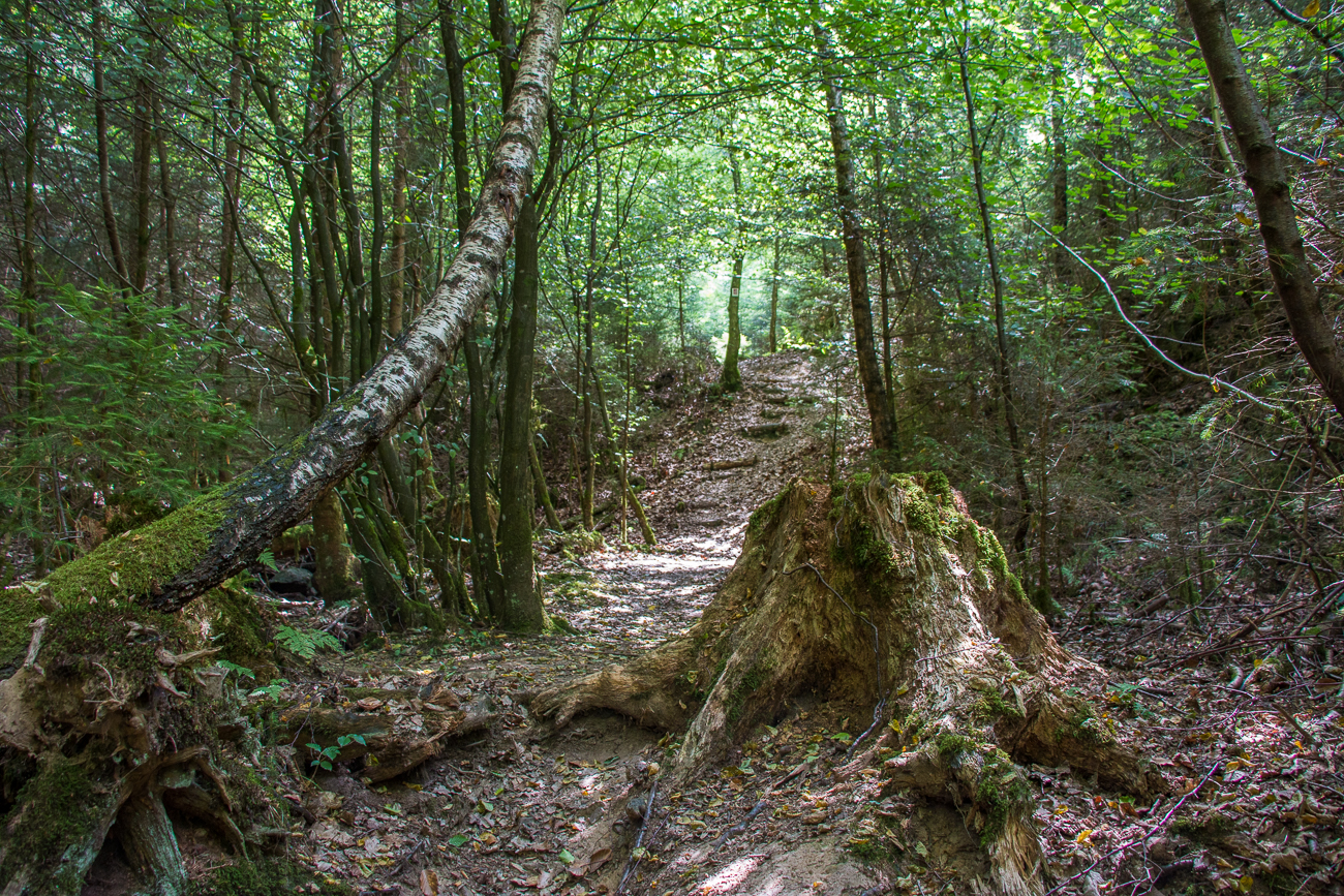 Sch&ouml;ner Weg ...