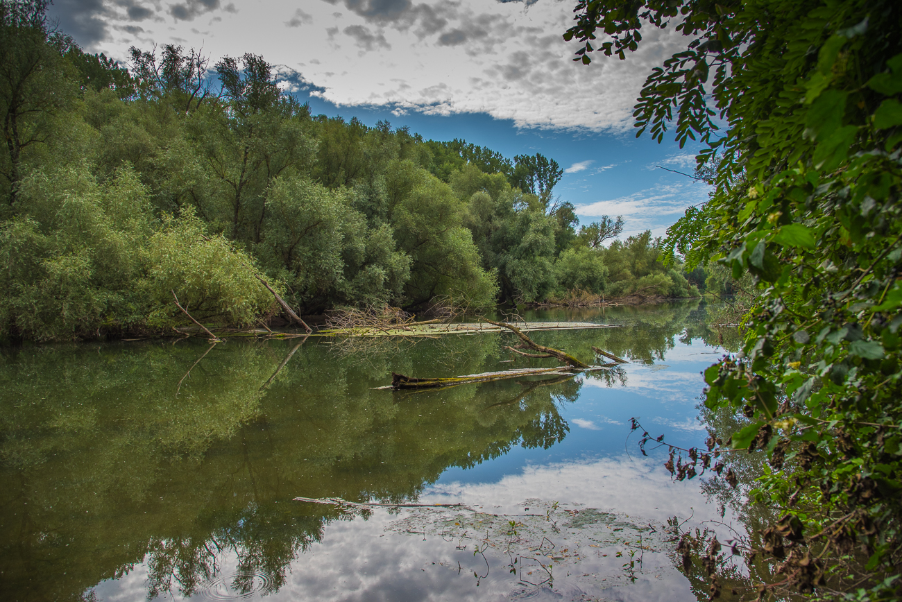 Teil des Altrheinarmes