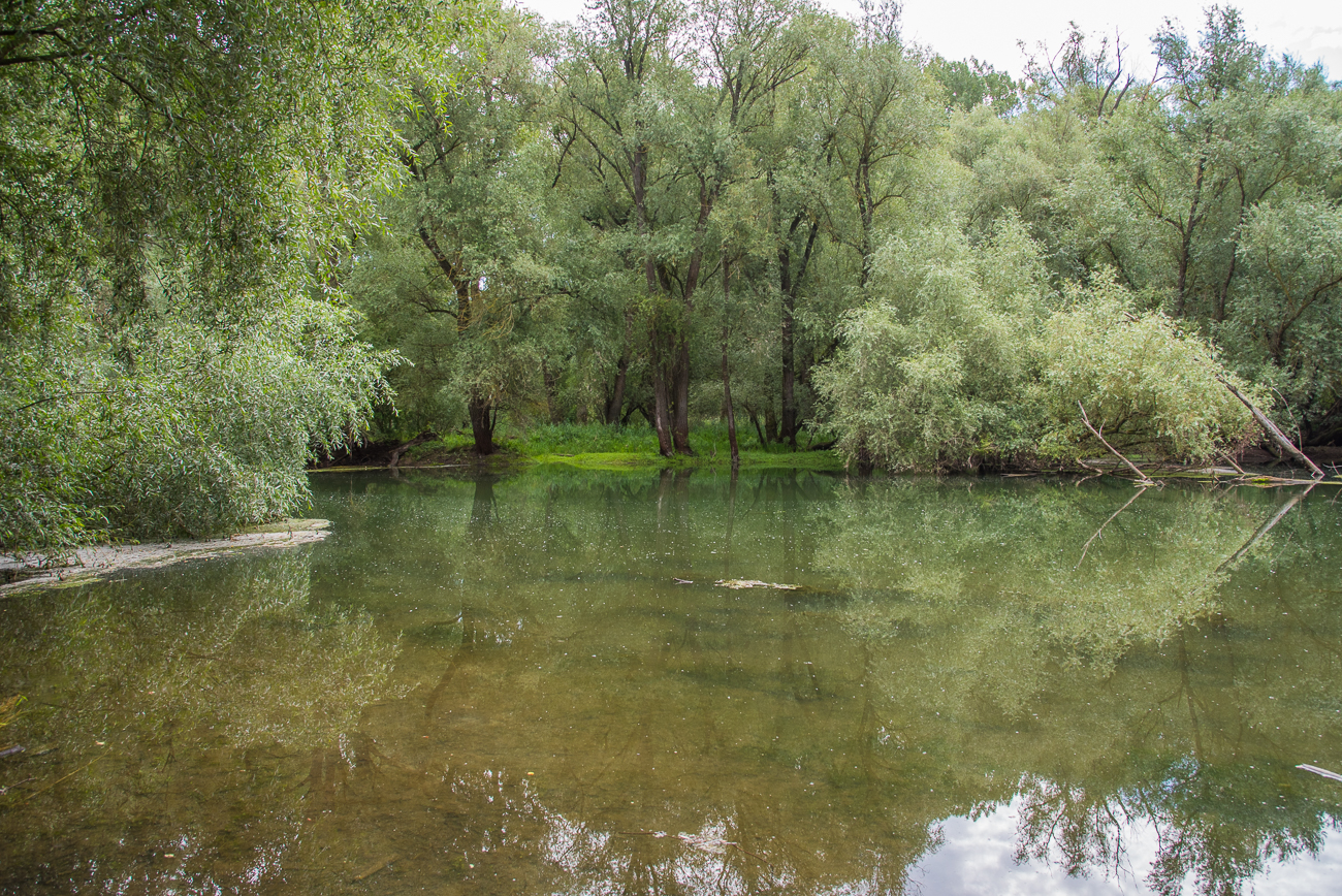 Teil des Altrheinarmes
