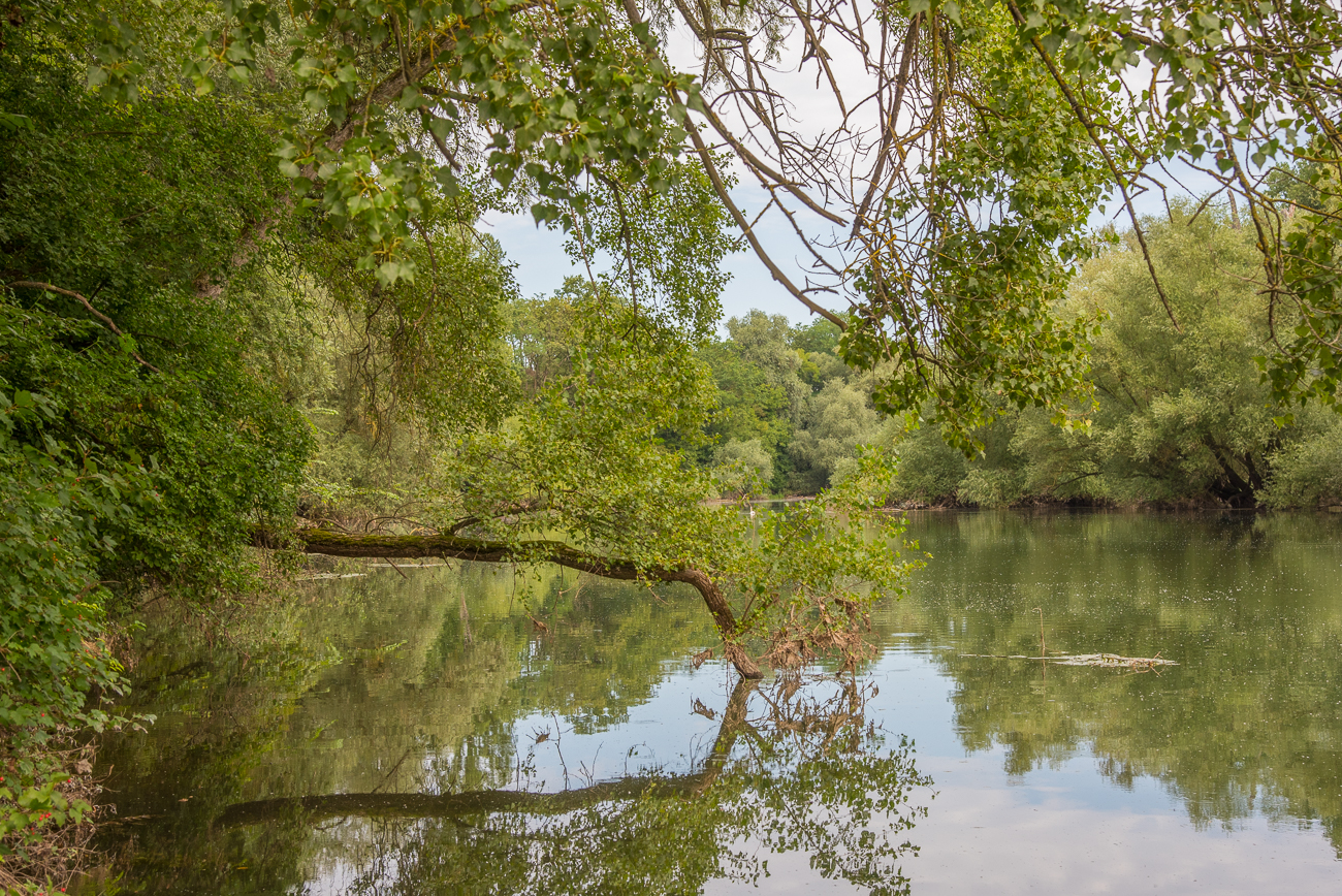 Jetzt ist der Reiher weg :-( 